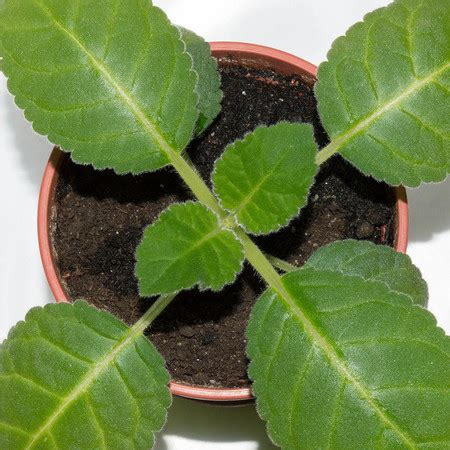 У выращенной из семян глоксинии появились бутоны