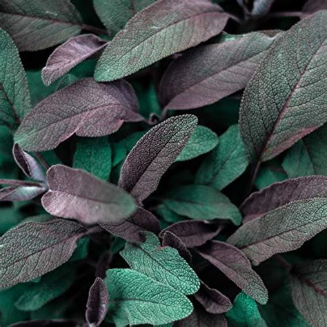 Spiele Naked Yoga Music Calm Beautiful Sounds Von Spa Music Relaxation Yoga Music Deep