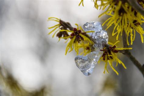 Wallpaper Sunlight Nature Reflection Winter Branch Ice Stream