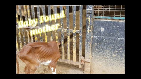 How To Love Cow Baby Gay Ke Bache Ko Kese Pyar Kare YouTube