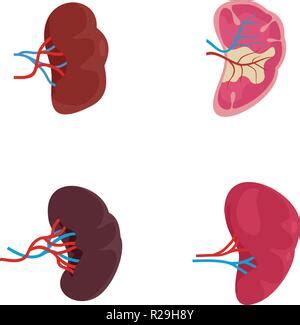 Spleen Milt Anatomy Icons Set Realidtic Illustration Of Spleen Milt