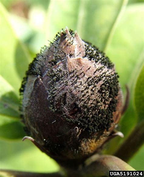 Why Do Azalea Blooms Turn Brown – Reasons For Brown Azalea Flowers