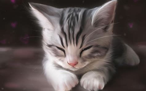 Cute Kitten Sleeping Hd Desktop Wallpaper Widescreen High