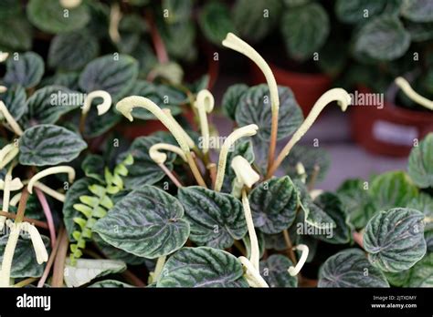 Peperomia Caperata The Emerald Ripple Peperomia Is A Species Of
