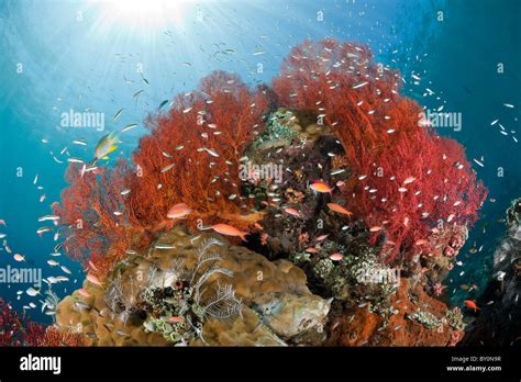 Coral Reef Amed Bali Indonesia Stock Photo Alamy