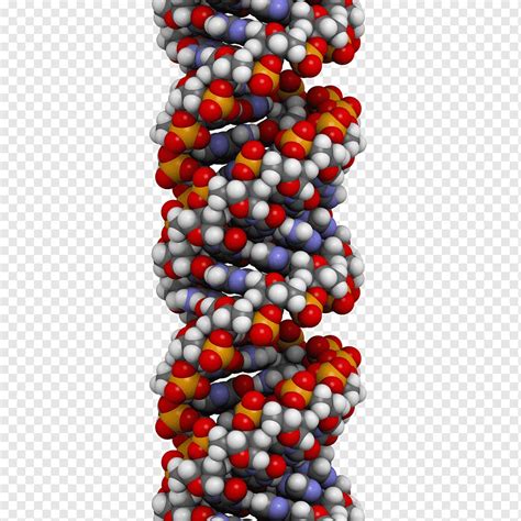 Struktur A DNA Asam Nukleat Heliks Ganda Genetika Bebas Gen S