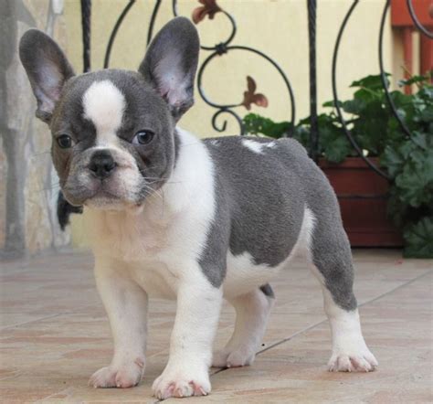 French Bulldog Grey French Bulldog Puppies Bulldog