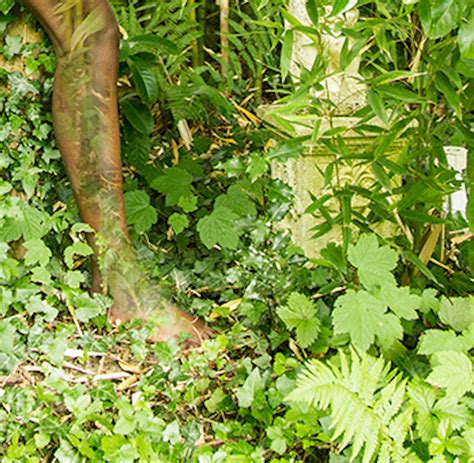 Uwe Ommer Women And Trees Viii Female Nude In A Landscape Color Photograph For Sale At Stdibs