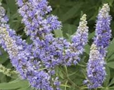 Purple Flowering Vitex Chaste Texas Lilac Trees Or Bushes Etsy