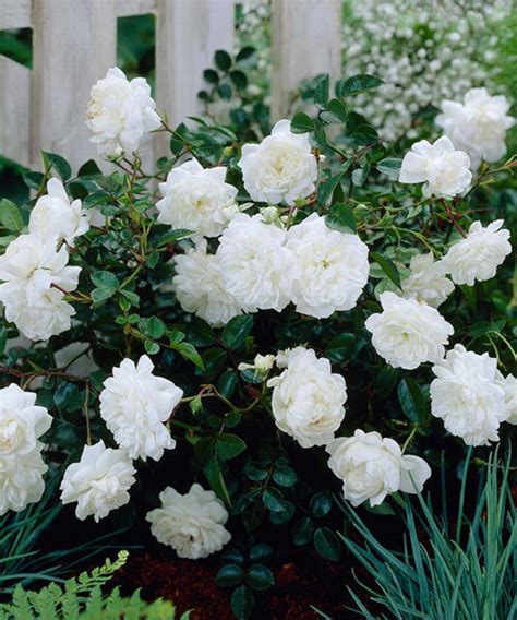 Роза Вайт Фейри: особенности и характеристика сорта, правила посадки ...