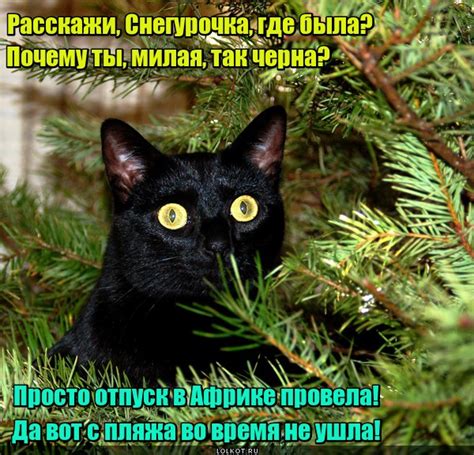 Мулаточка | Лолкот.Ру