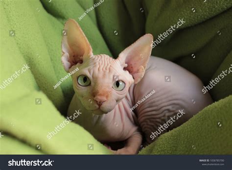 Sphynx Cat Naked Stock Photo Shutterstock