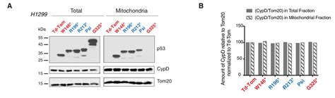 Figures And Data In TP53 Exon 6 Truncating Mutations Produce Separation