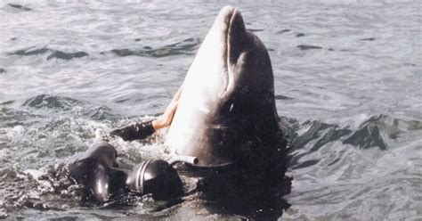 Wild Dolphin Sex Scandal That Rocked Uk He Hooked His Penis Over My Arm It Was Normal The