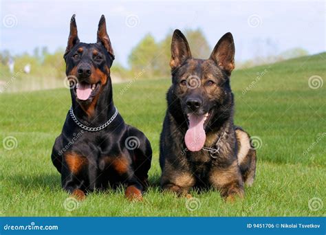 Pastor Alemao Vs Doberman - Doberman Negro Y Perro Pastor Alemán Foto de archivo - Imagen de canino ...
