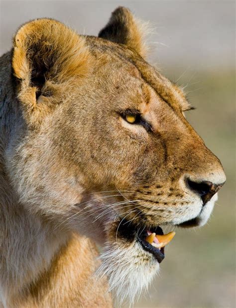 Portrait Of A Lioness Close Up Kenya Tanzania Maasai Mara