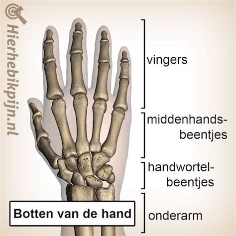 Anatomie Van De Pols Anatomie Hier Heb Ik Pijn