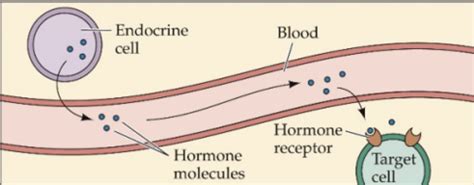 Hormones And Sex Hormones Flashcards Quizlet