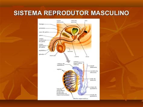 Aparelho reprodutor masculino