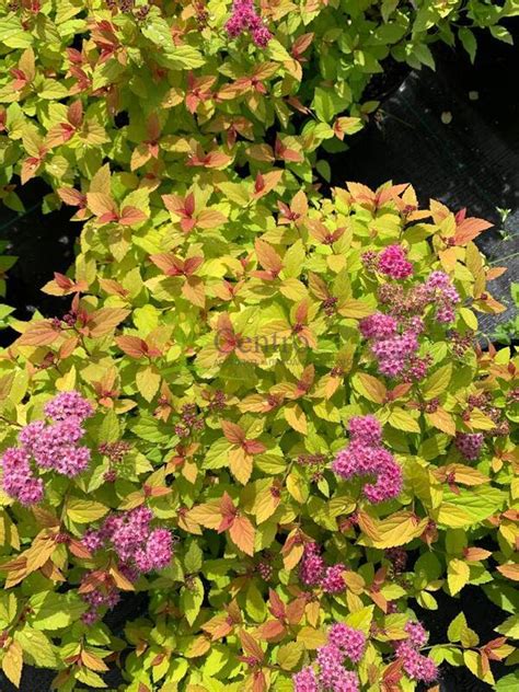 Спирея японская "Magic Carpet" (Меджик Карпет) купить по цене 1200 ...