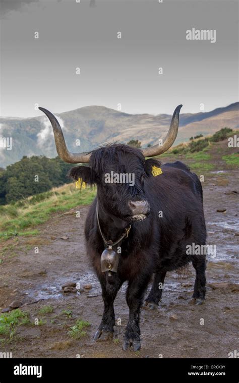 Black Scottish Highland Cow With Large Horns And Cowbell, Standing On ...