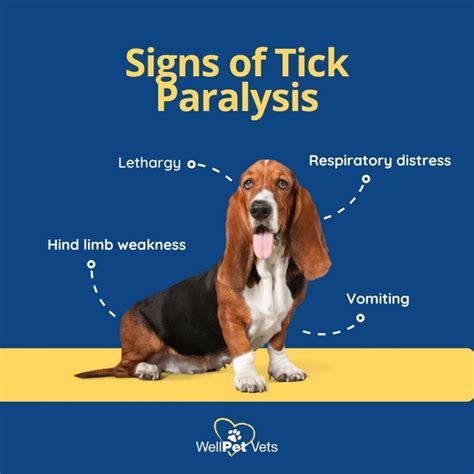 Canine Tick Paralysis Symptoms at Jasmine Fiorini blog