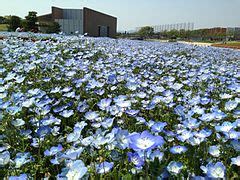 categoryunidentified nemophila wikimedia commons