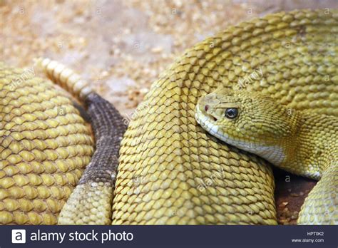 Rattlesnake Fangs Stock Photos And Rattlesnake Fangs Stock Images Alamy