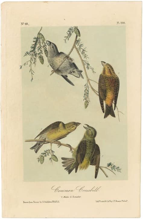 Audubon Nd Ed Octavo Pl Common Crossbill Nd Edition Octavos