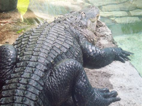 American Alligator Zoochat