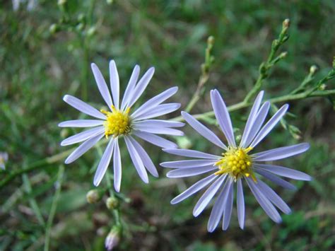 Sky-blue Aster Guide - New York Natural Heritage Program