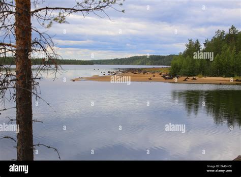 View Over Beach At The Stream Skelleftealven In Vasterbotten Sweden