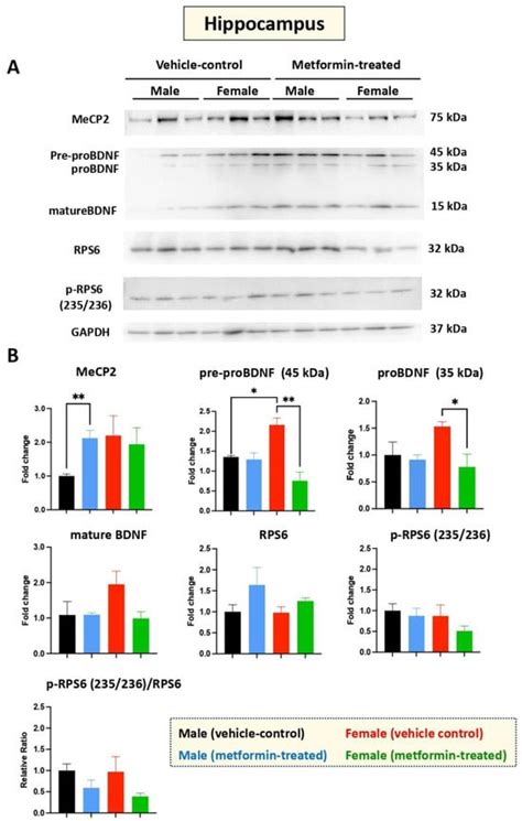 Biomolecules Free Full Text Metformin Induces Mecp2 In The Hippocampus Of Male Mice With Sex