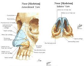 Artistic Anatomy: Cartilage of Nose Facial Anatomy, Human Anatomy, Nose ...