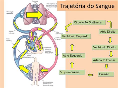 é Responsável Pelo Transporte De Substâncias Na Corrente Sanguínea