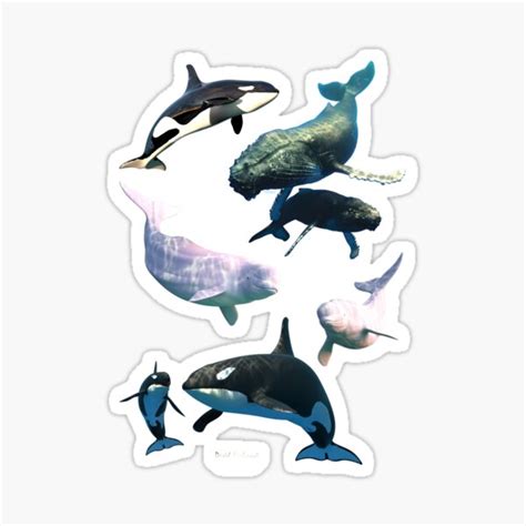 Beluga Bubbles Sticker For Sale By Davidpenfound Redbubble
