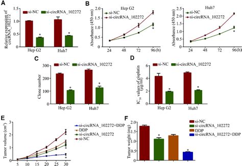 Knockdown Of CircRNA 102272 Suppresses Cell Proliferation And