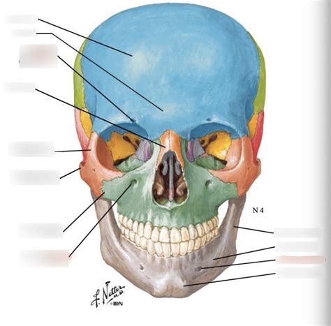 Anterior Cranial Anatomy Diagram Quizlet