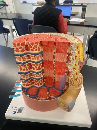 Muscle Lab Practical 3 Flashcards Quizlet