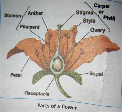 Flower Labeled Diagram For Kids