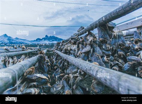 Dried Fish Norway Lofoten Stock Photo Alamy