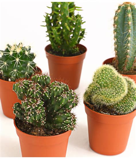 Kakteen Set Cactaceae Verschiedene Sorten Dehner