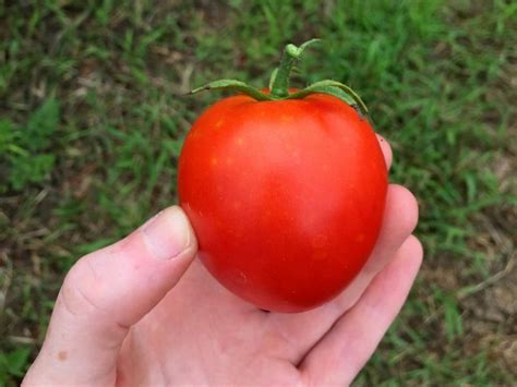 Tomato Manitoba Seeds Certified Organic Tomatoes Garden Hoard