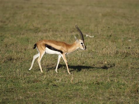 Thomsons Gazelle Eudorcas Thomsonii Stock Photo Image Of Fauna