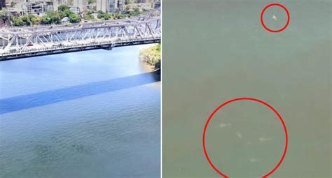 Resident spots 20 bull sharks stalking Brisbane River: 'Amazing'