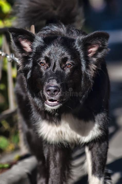 Black And White Fluffy Dog Mongrel Stock Image Image Of Happy