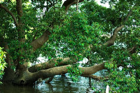 Mangrove Free Stock Photos Images And Pictures Of Mangrove