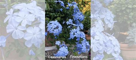 Плюмбаго свинчатка купить в Пензе | Товары для дома и дачи | Авито