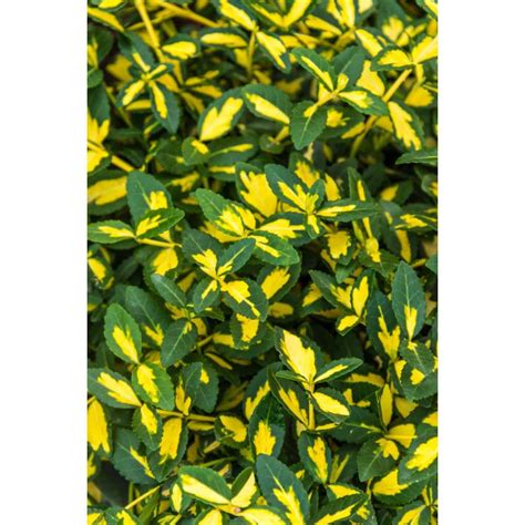 Spring Hill Nurseries 25 Qt Moonshadow Euonymus Live Broadleaf