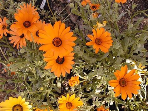 Диморфотека Фото Цветов – Telegraph